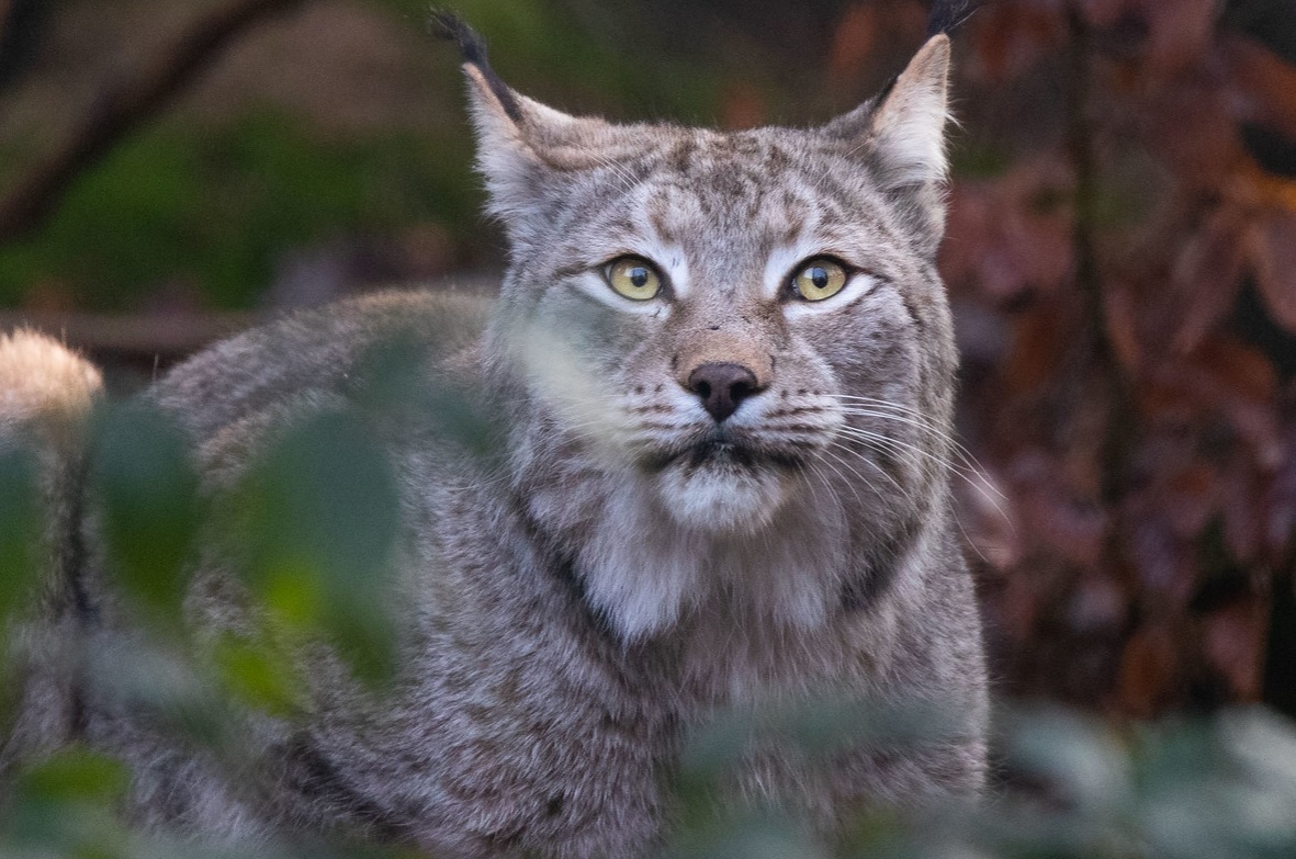 Ilves