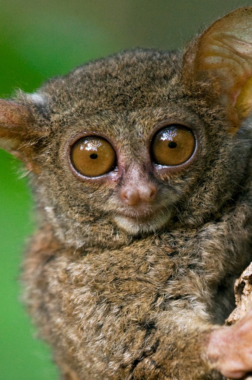 Eläimet